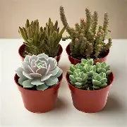 Succulents Assorted 4" Pot