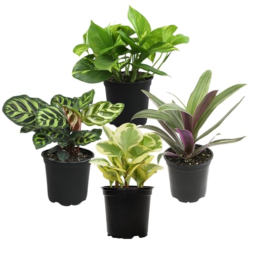 Tropical Plant 4" Pot