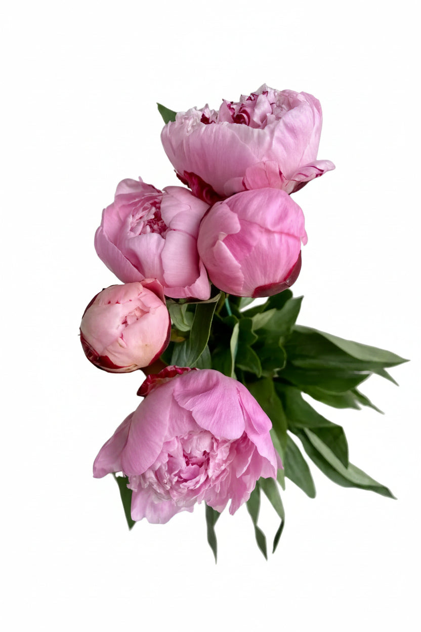 Peony Bouquet 5 Stem