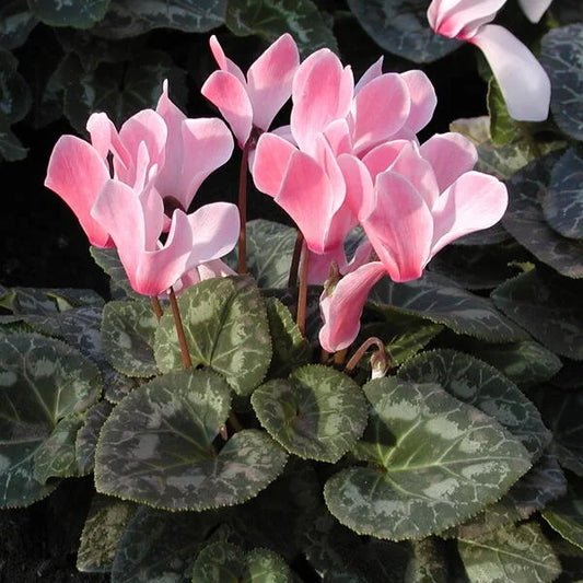 Cyclamen 6" Pot