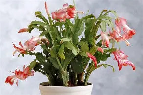 Christmas Cactus 6" Pot