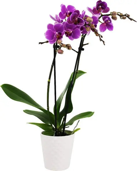 Orchid Phalaenopsis 5" Ceramic Pot