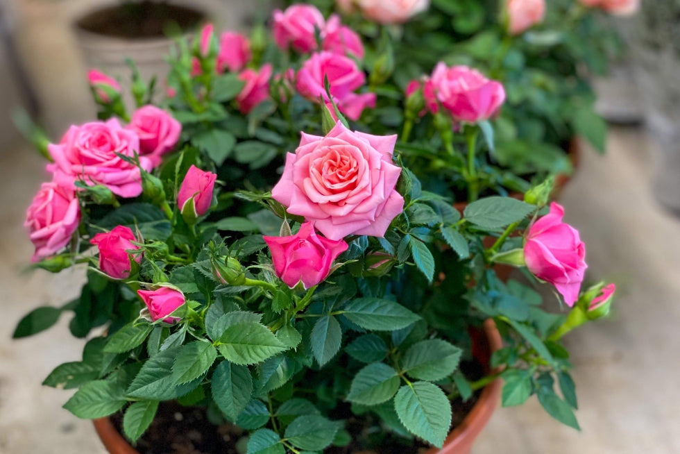 Mini Rose 6" Pot