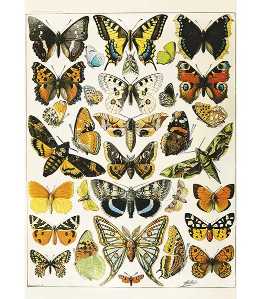 Butterflies and Moths 1000 Piece Puzzle