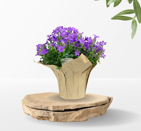 Campanula 4" Pot