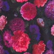 Close-up of vibrant pink and purple flowers on a dark background