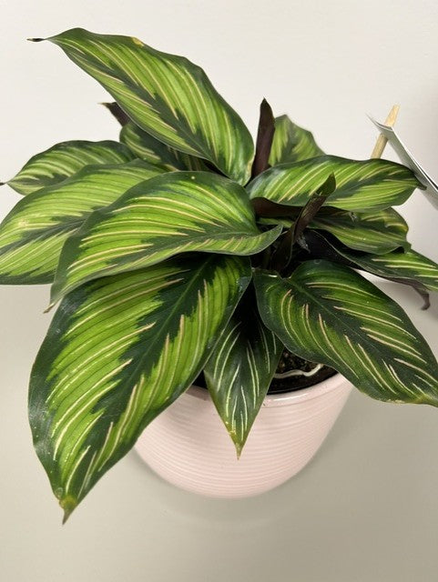 Tropical Tones Plant Collection 6" Ceramic Pot