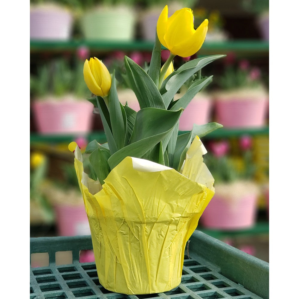 Tulips 6" Pot
